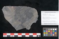 Foto (Objekt + Etikett) von Syringodendron cyclostigma Brongniart (NHMW-GEO-2024-0188-11104)